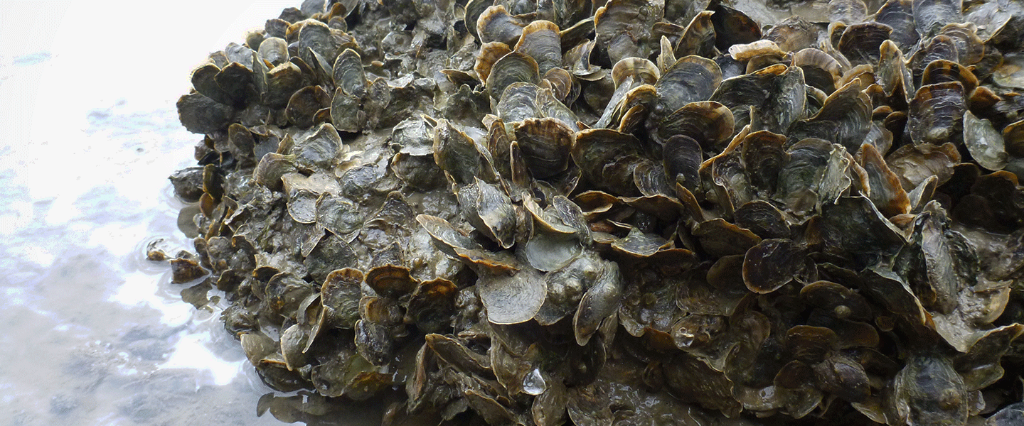 Close-up of oysters