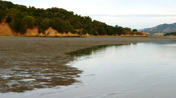 Shoreline at china camp