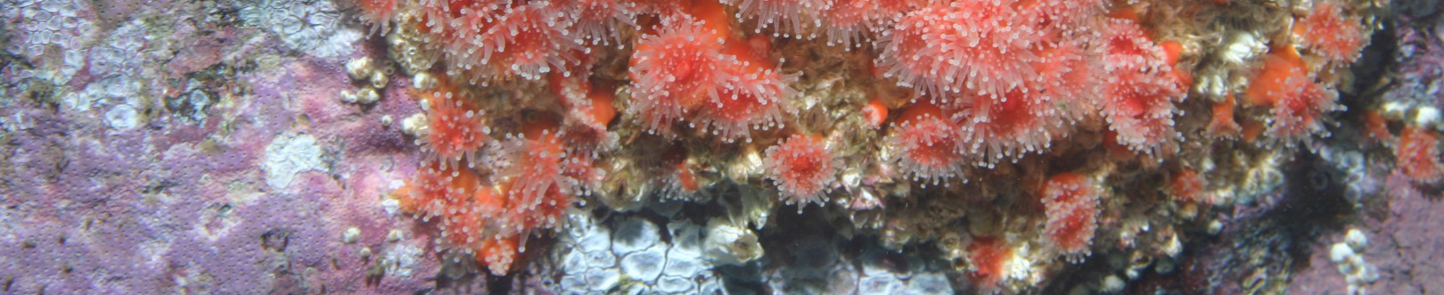 anemones, coralline algae and barnacles