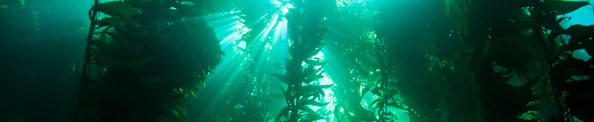 green kelp forest under water view
