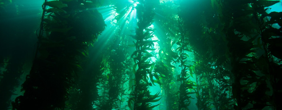 looking up into a giant kelp forest that is full and lush towards the sunlight surface waters