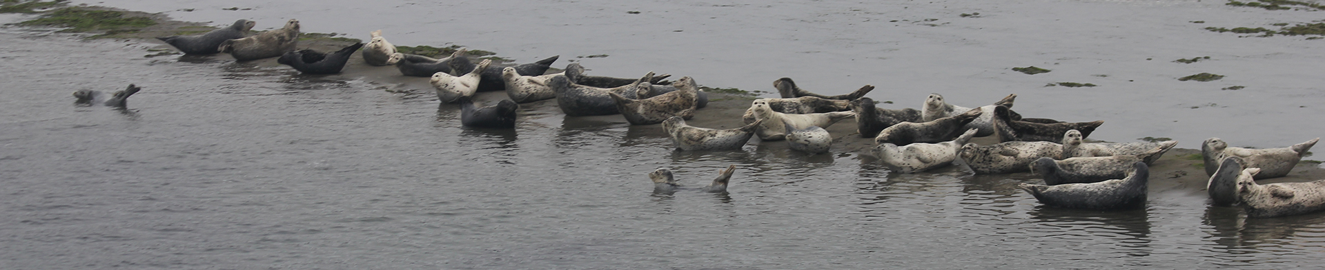 harbor seals hauled out on mudflat