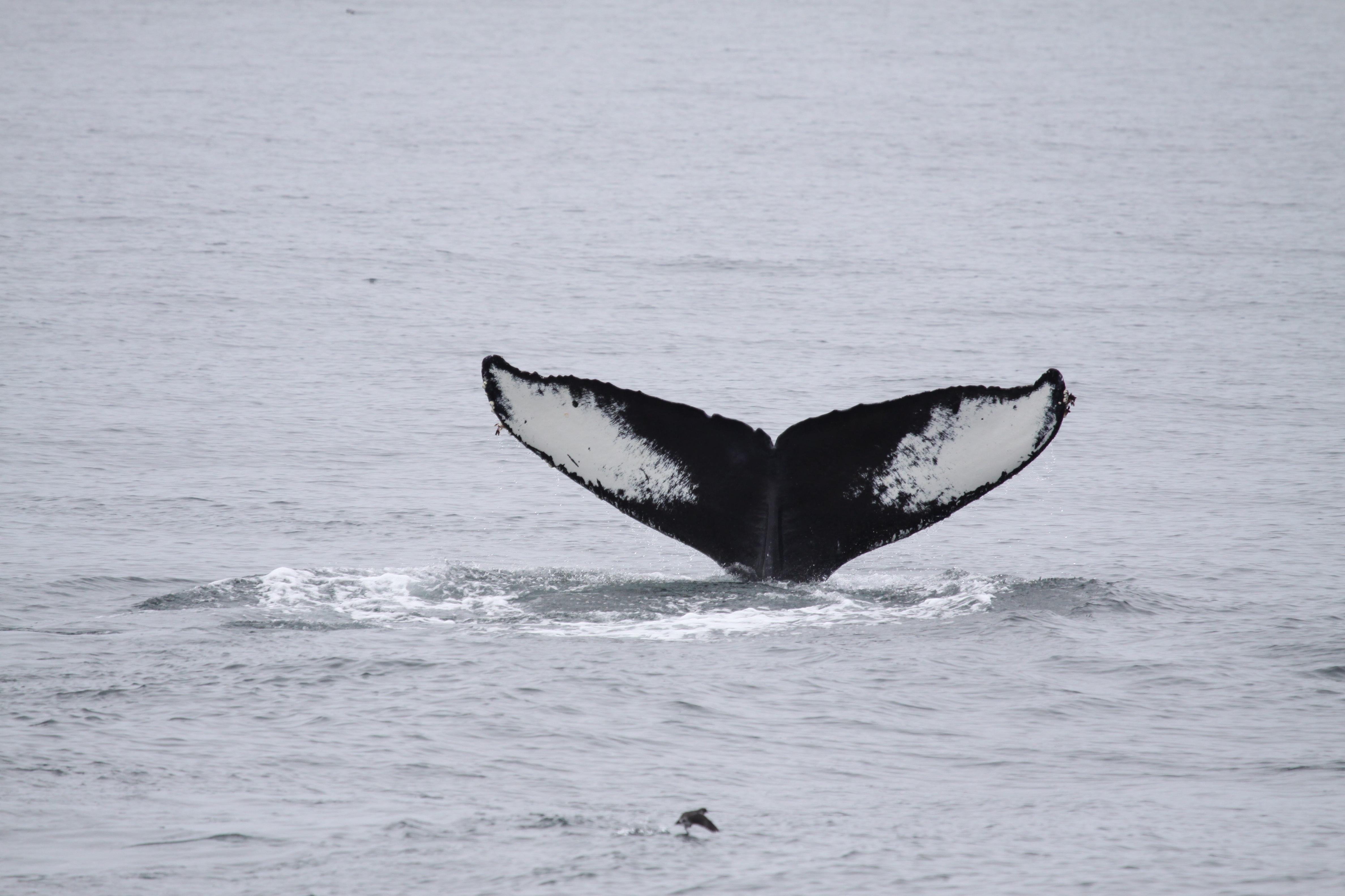 A humpback whale tail (fluke) out of the water
