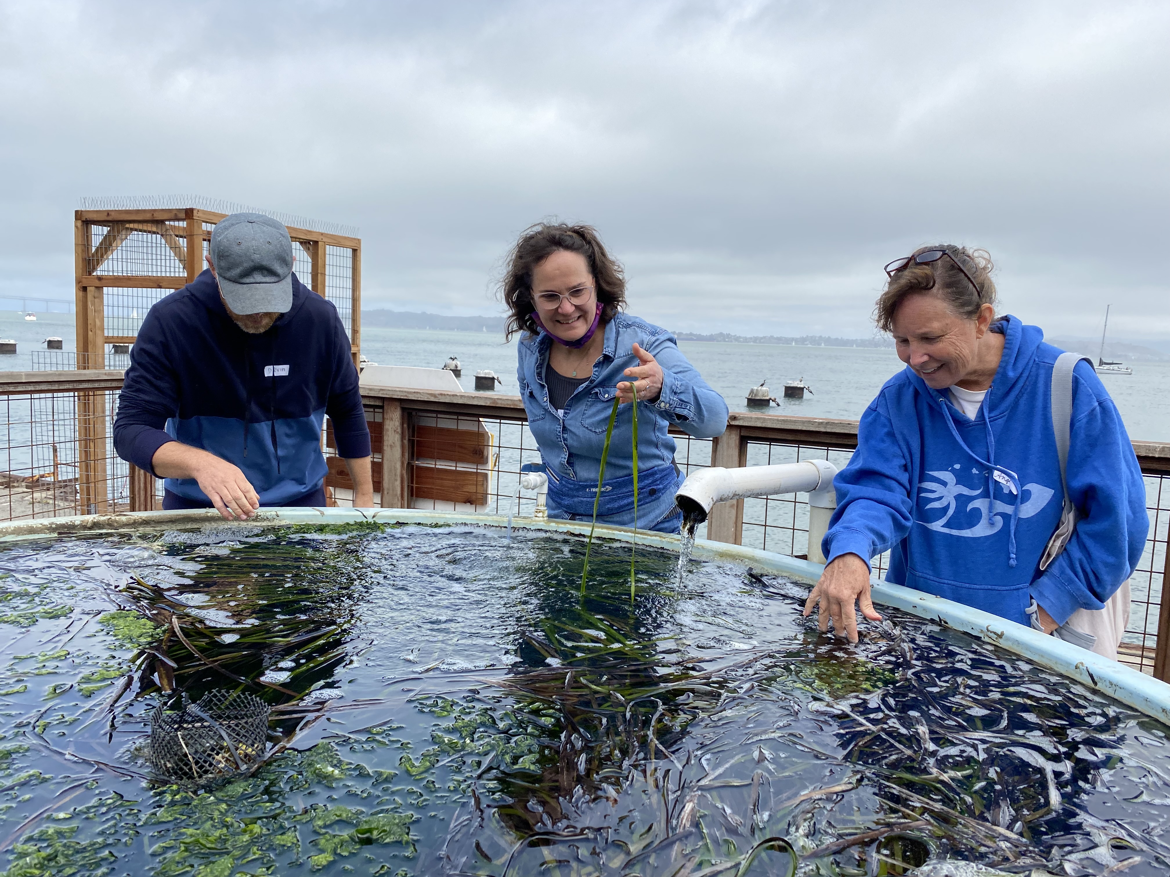 three teachers stand over a tank of water containing seagrass and seahares. One teacher is holding up a long thin strand of eelgrass.