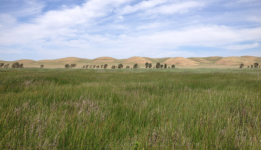 Marsh and hills at Rush Ranch