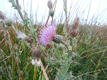 Thistle plant