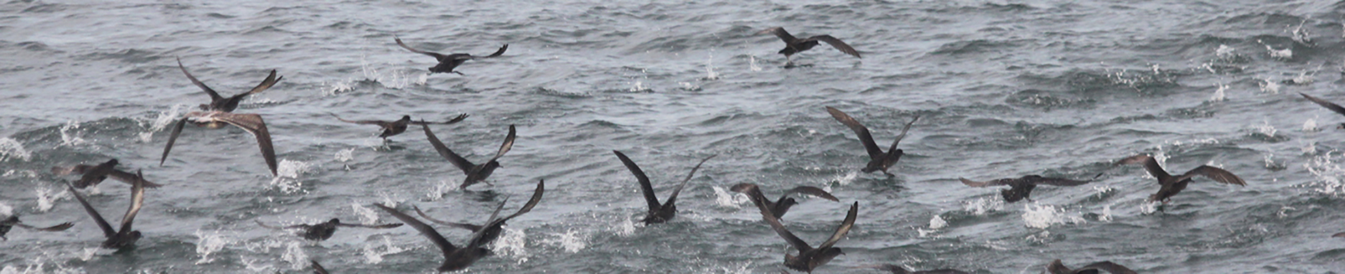 seabirds feeding at the surface of the water