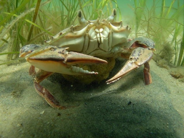 a dungeness crab rest on a sandy seafloor with eelgrass in the back