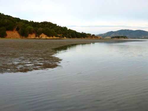 intertidal marsh