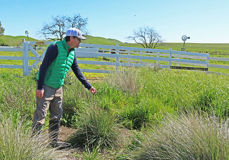 Steward inspecting plants at Rush Ranch.  