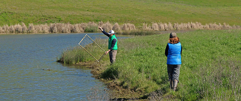 Steward working on a creek at Rush Ranch.  