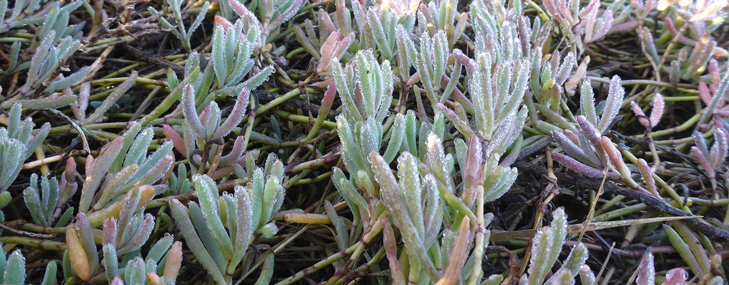 Dew on marsh plants