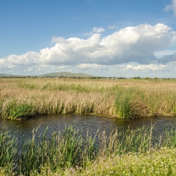 Suisun marsh by Wayne Hsieh April 2015