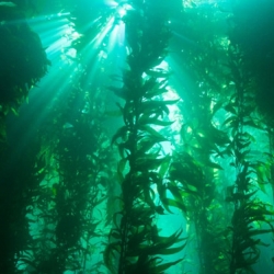 looking up into a giant kelp forest that is full and lush towards the sunlight surface waters