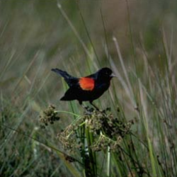 Bird on grass. gerald and buff corsi california academy of sciences