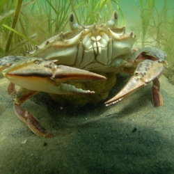 a dungeness crab rest on a sandy seafloor with eelgrass in the back