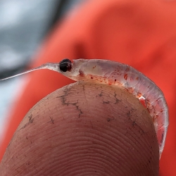 text: shrimp like animal called krill on top of finger