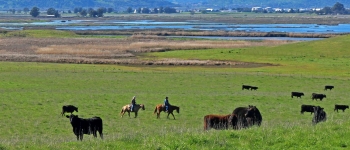 Pasture, cows, people on horseback with estuarine waters and hills in the background