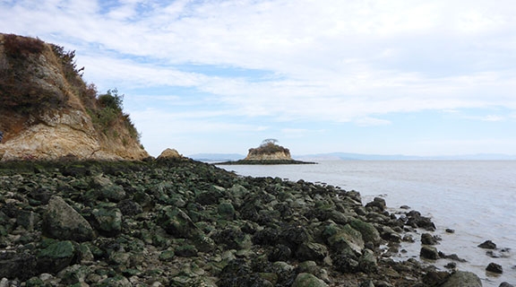 China Camp Intertidal
